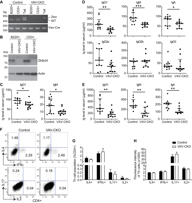 Enhanced CD19 activity in B cells contributes to immunodeficiency in mice deficient in the ICF syndrome gene Zbtb24