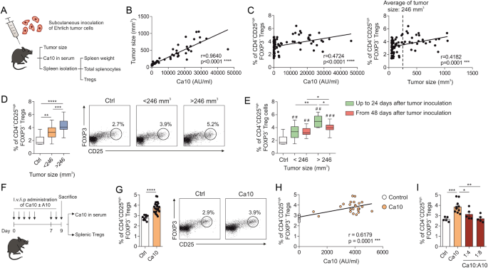 A tumor-associated heparan sulfate-related glycosaminoglycan promotes the generation of functional regulatory T cells