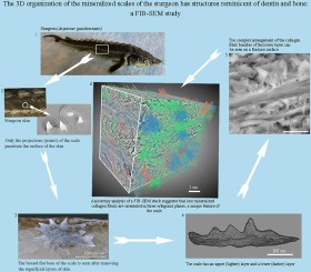 The 3D organization of the mineralized scales of the sturgeon has structures reminiscent of dentin and bone: A FIB-SEM study
