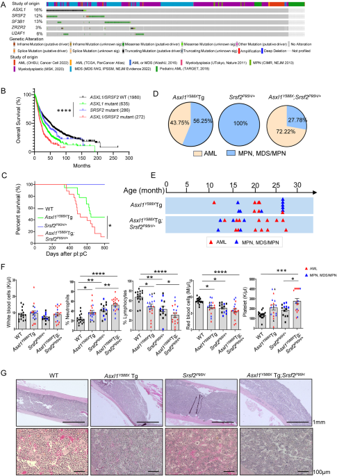 SRSF2 mutation cooperates with ASXL1 truncated alteration to accelerate leukemogenesis