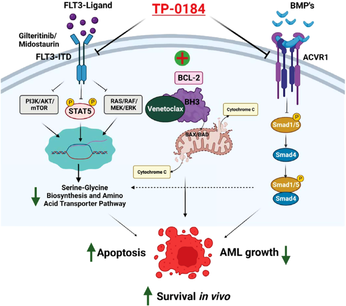 TP-0184 inhibits FLT3/ACVR1 to overcome FLT3 inhibitor resistance and hinder AML growth synergistically with venetoclax