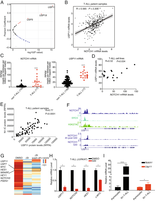 A positive feedback loop regulation between NOTCH1 and USP11 in T-cell leukemia