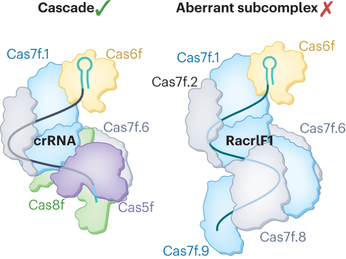 RNA-based anti-CRISPRs