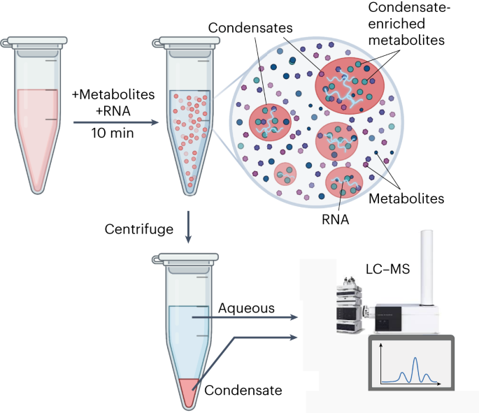 Characterizing the metabolomes of phase-separated condensates