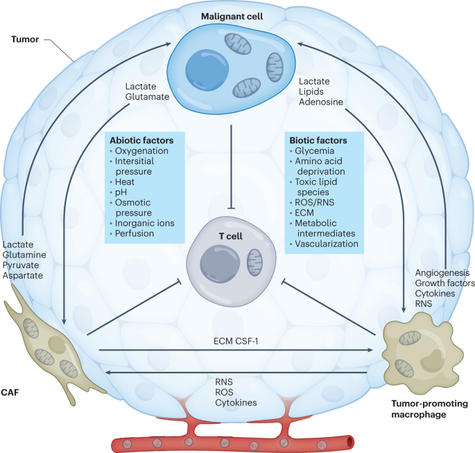 The immunometabolic ecosystem in cancer