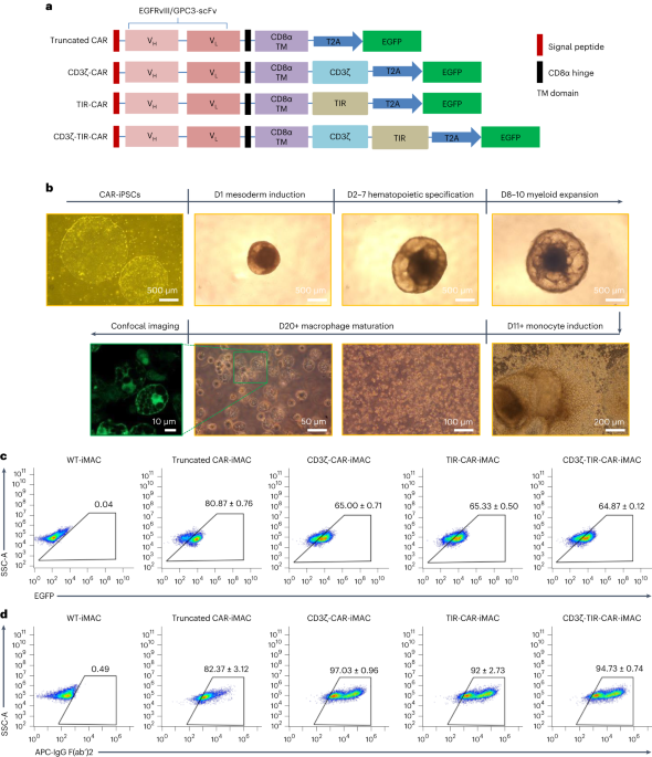 A second-generation M1-polarized CAR macrophage with antitumor efficacy