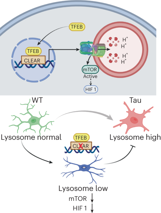 Lysosome regulation of microglia in Alzheimer’s disease via TFEB–vacuolar ATPase