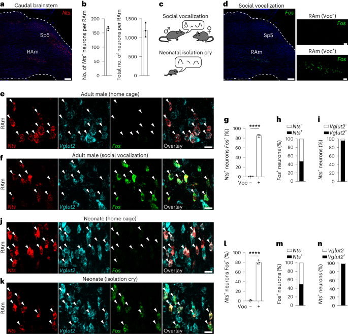 A brainstem circuit for phonation and volume control in mice