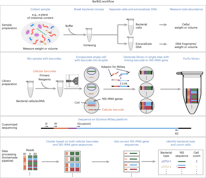 High-throughput identification and quantification of bacterial cells in the microbiota based on 16S rRNA sequencing with single-base accuracy using BarBIQ