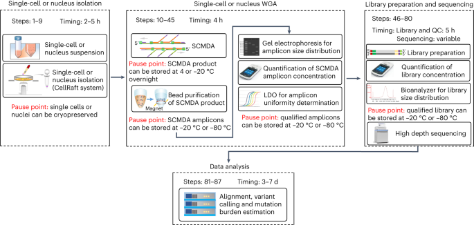Analyzing somatic mutations by single-cell whole-genome sequencing