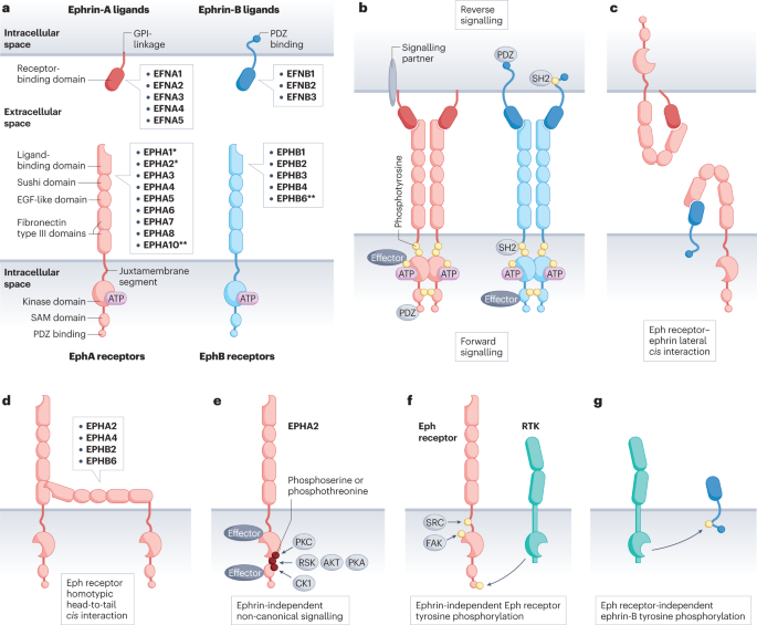 Eph receptors and ephrins in cancer progression