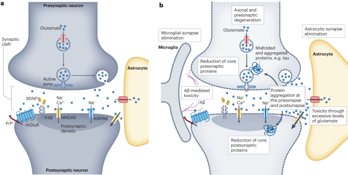 Targeting synapse function and loss for treatment of neurodegenerative diseases
