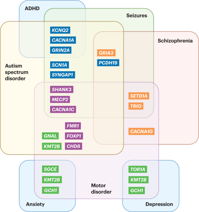 Rare genetic brain disorders with overlapping neurological and psychiatric phenotypes