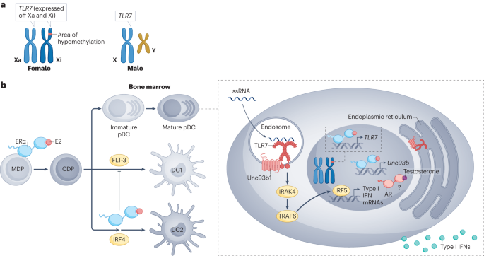 Mechanisms and consequences of sex differences in immune responses