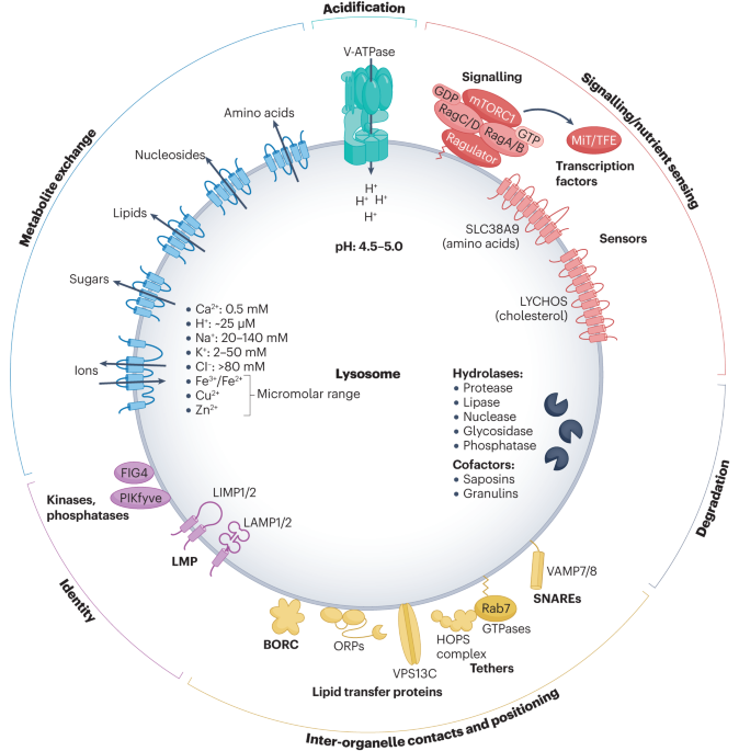 Lysosomes as coordinators of cellular catabolism, metabolic signalling and organ physiology