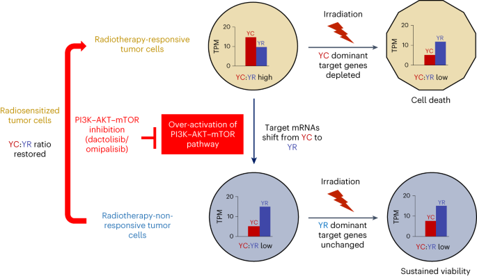Transcription start site choice diversifies mRNA isoforms and defines cancer cell behavior