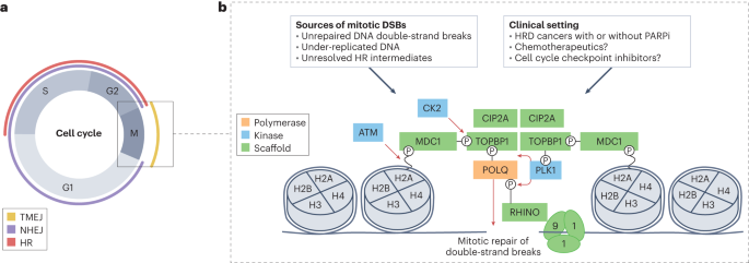 POLQ to the rescue for double-strand break repair during mitosis