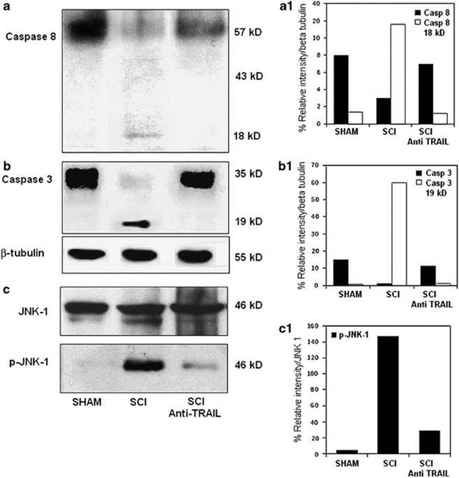 Correction: Neutralization of tumor necrosis factor-related apoptosis-inducing ligand reduces spinal cord injury damage in mice