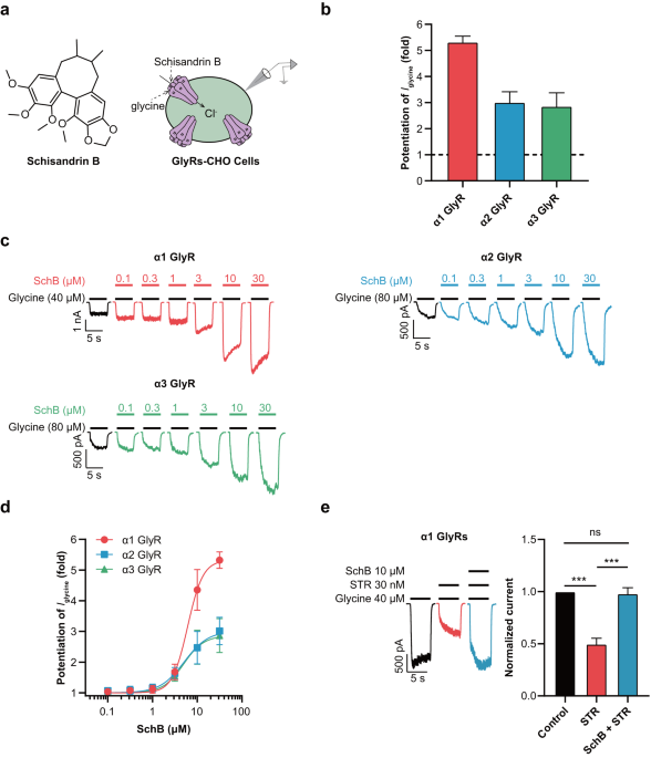 Schisandrin B, a dual positive allosteric modulator of GABAA and glycine receptors, alleviates seizures in multiple mouse models