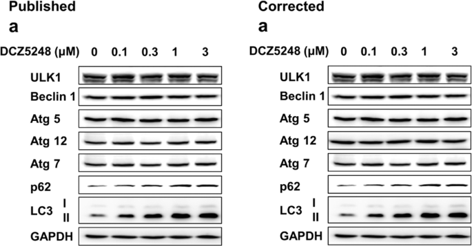 Author Correction: DCZ5248, a novel dual inhibitor of Hsp90 and autophagy, exerts antitumor activity against colon cancer