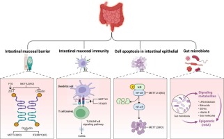 Epigenetic Modification of m6A Methylation: Regulatory Factors, Functions and Mechanism in Inflammatory Bowel Disease