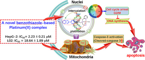 A novel benzothiazole-based mononuclear platinum(II) complex displaying potent antiproliferative activity in HepG-2 cells via mitochondrial-mediated apoptosis