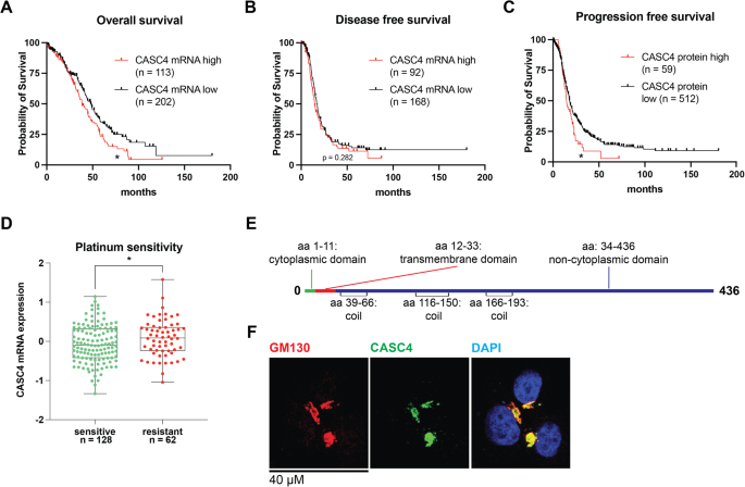 CASC4/GOLM2 drives high grade serous carcinoma anoikis resistance through the recycling of EGFR