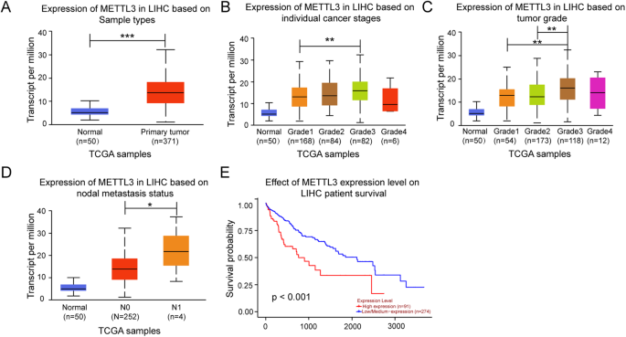 METTL3 facilitates stemness properties and tumorigenicity of cancer stem cells in hepatocellular carcinoma through the SOCS3/JAK2/STAT3 signaling pathway