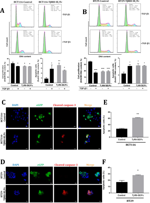 Chimeric TβRII-SE/Fc overexpression by a lentiviral vector exerts strong antitumoral activity on colorectal cancer-derived cell lines in vitro and on xenografts