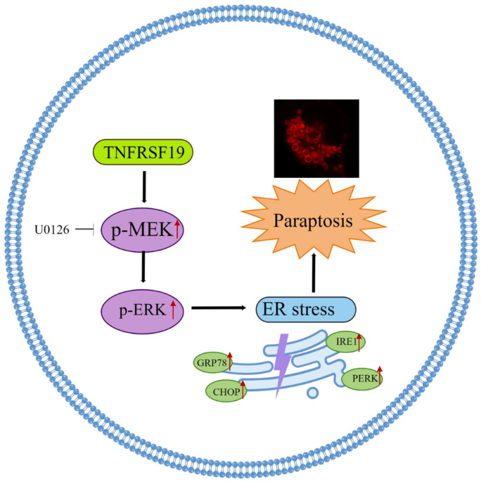 TNFRSF19 promotes endoplasmic reticulum stress-induced paraptosis via the activation of the MAPK pathway in triple-negative breast cancer cells