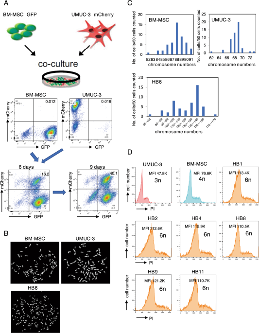 Cell fusion upregulates PD-L1 expression for evasion from immunosurveillance