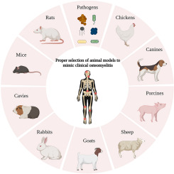 Choosing the right animal model for osteomyelitis research: Considerations and challenges