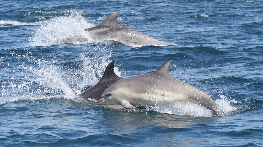 Study highlights vulnerability of England’s only resident bottlenose dolphins
