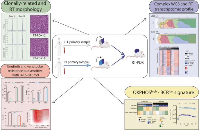 Chronic lymphocytic leukemia patient-derived xenografts recapitulate clonal evolution to Richter transformation