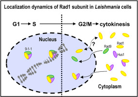 The dynamic subcellular localisation of Rad1 is cell cycle dependent in Leishmania major