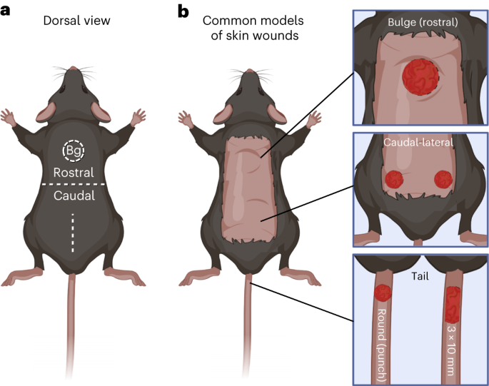 Reproducible strategy for excisional skin-wound-healing studies in mice