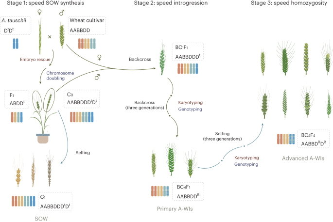 A platform for whole-genome speed introgression from Aegilops tauschii to wheat for breeding future crops