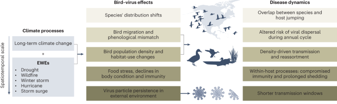 Climate change impacts on bird migration and highly pathogenic avian influenza