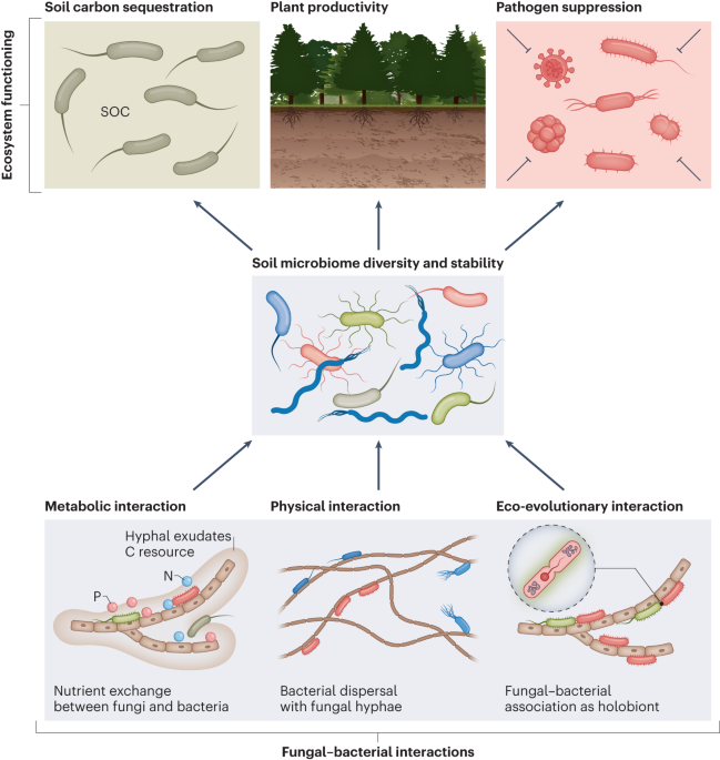 Climate extremes disrupt fungal–bacterial interactions