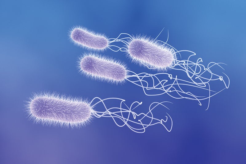 Antibodies combat Gram-negative pathogen
