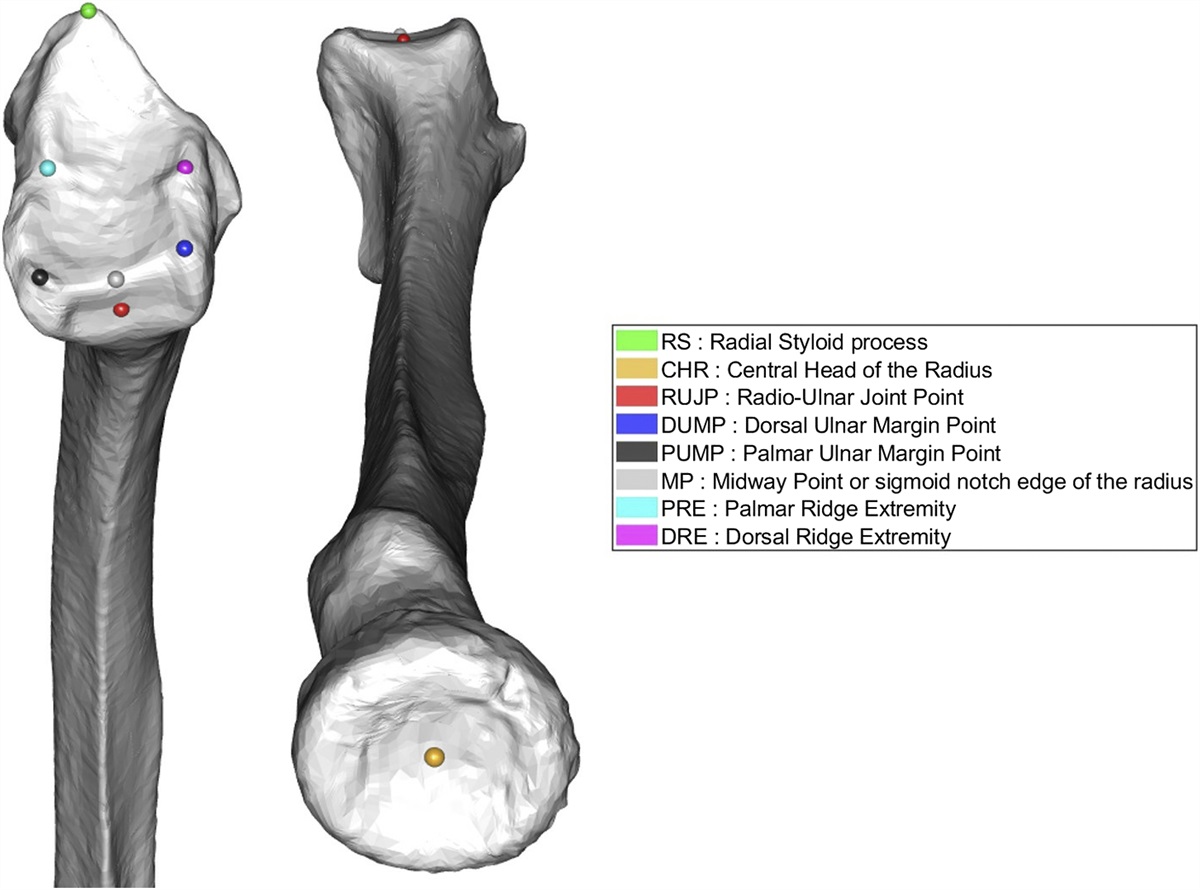 An Evaluation of the Reliability of Manual Landmark Identification on 3D Segmented Wrists