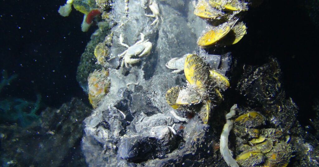 A new bacterial species from a hydrothermal vent throws light on their evolution