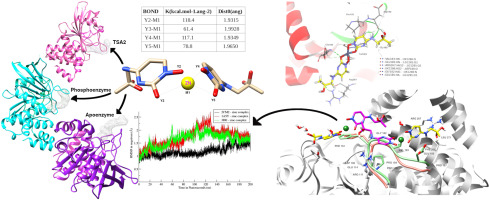 Three-state dynamics of zinc(II) complexes yielding significant antidiabetic targets