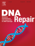 Defects in DNA damage responses in SWI/SNF mutant cells and their impact on immune responses