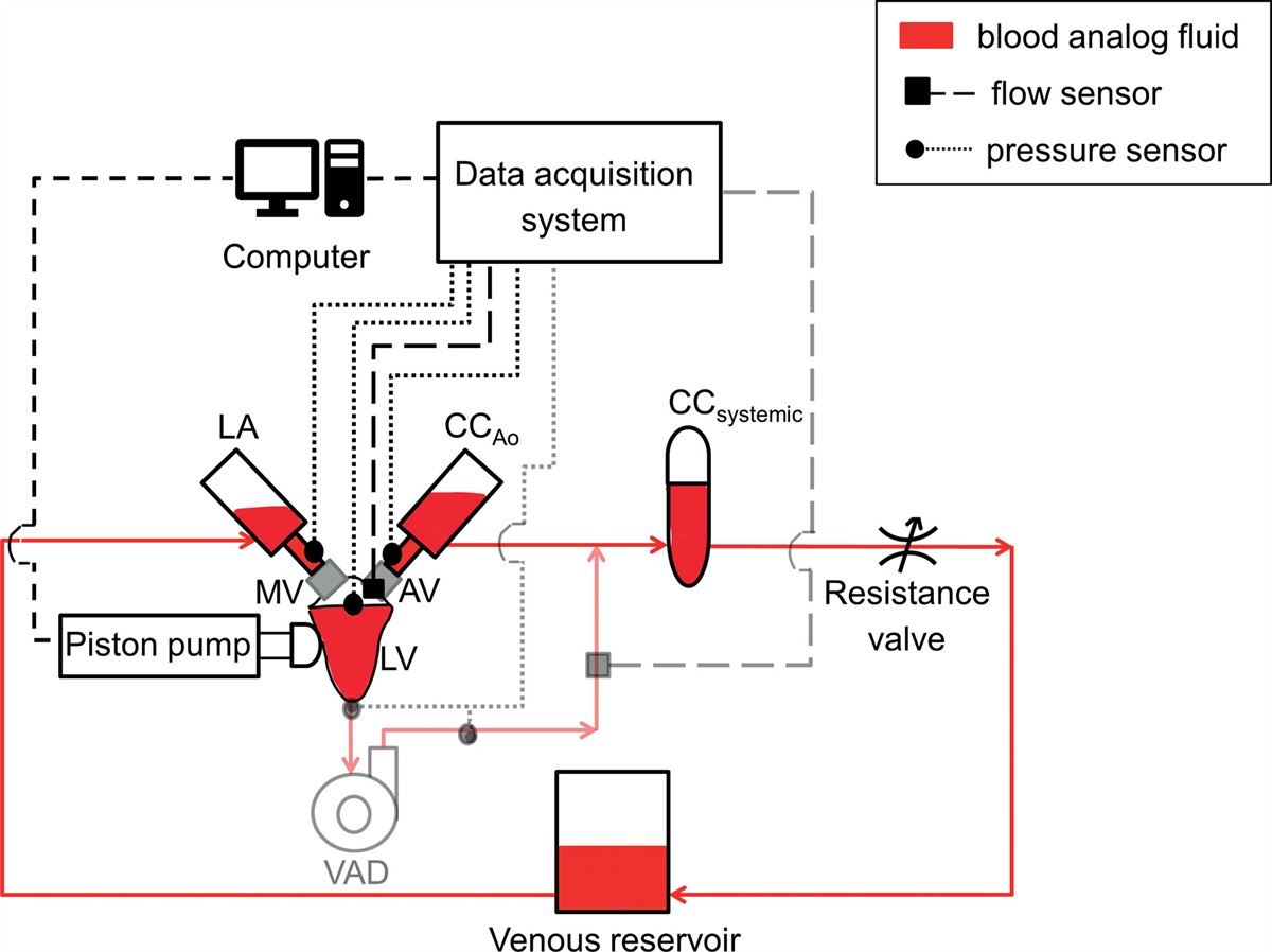 Validation of a Multiscale Computational Model Using a Mock Circulatory Loop to Simulate Cardiogenic Shock