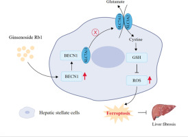 Ginsenoside Rb1 induces hepatic stellate cell ferroptosis to alleviate liver fibrosis via the BECN1/SLC7A11 axis