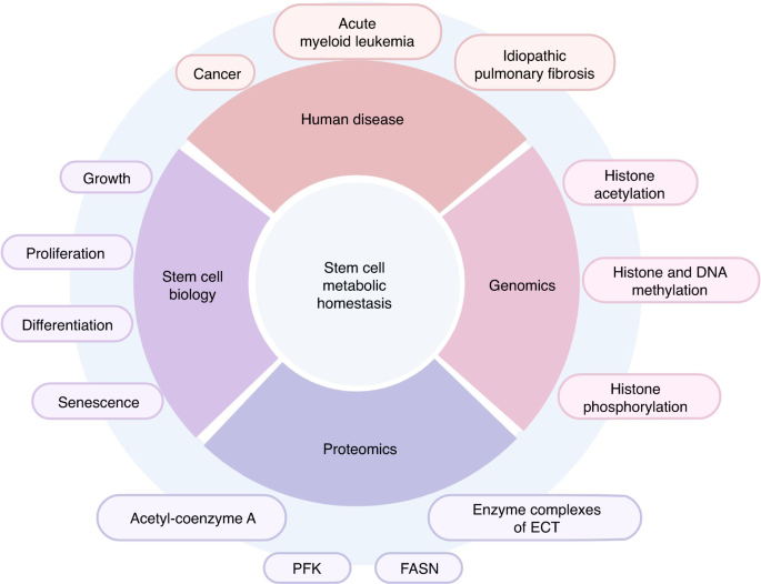 Molecular mechanisms of cellular metabolic homeostasis in stem cells