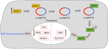 SRSF1 inhibits ferroptosis and reduces cisplatin chemosensitivity of triple-negative breast cancer cells through the circSEPT9/GCH1 axis
