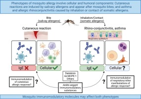 Mosquito allergy: Immunological aspects and clinical management