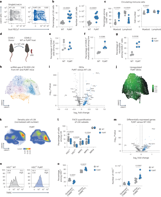 Breast cancer remotely imposes a myeloid bias on haematopoietic stem cells by reprogramming the bone marrow niche